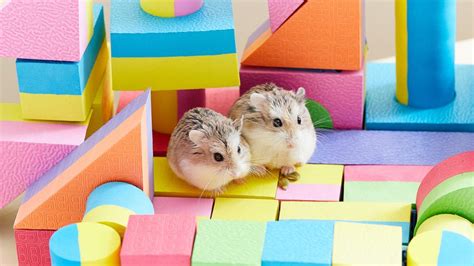 How To Take Care of a Hamster: Hamster Care Guide